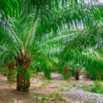 Perawatan Kebun Kelapa Sawit yang Berkualitas