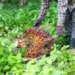 Pekerja di Kebun Kelapa Sawit Memerlukan Profesionalisme dan Ketelitian sawit